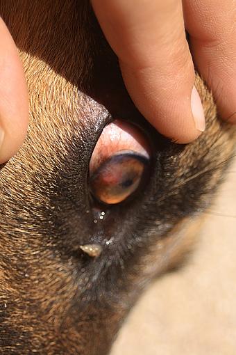 German Shepherd and eye problem-spike2.jpg