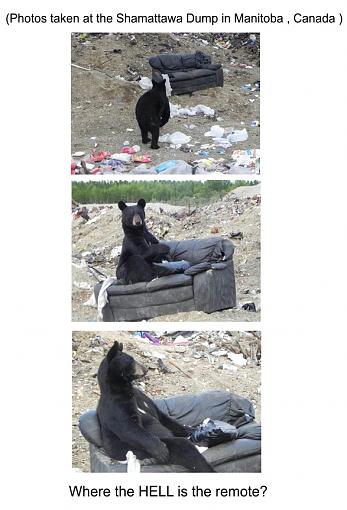 Bear at a Dump-bearatdump.jpg