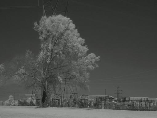 Getting aquainted with my new IR filter-p4222953a.jpg