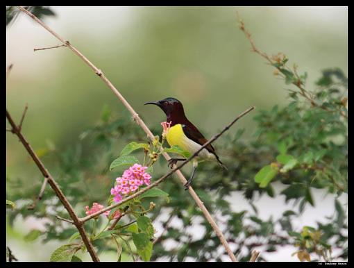 E520 results - soft images?-p-r-sunbird.jpg