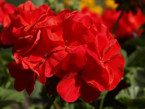 Lens question-geranium.jpg