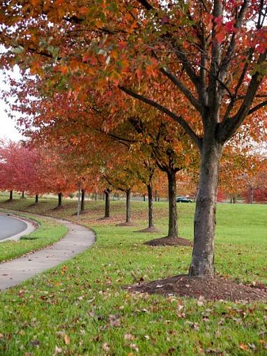 fall colors outside my office-13641_677355023097_15616651_38774056_4164968_n.jpg