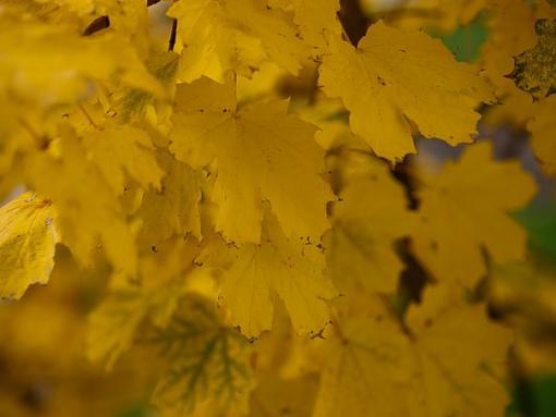 fall colors outside my office-13641_677356525087_15616651_38774126_1370848_n.jpg