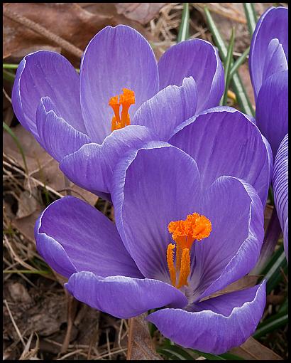 Macro with the 12-60mm-flowers_for_nora.jpg