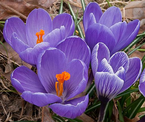 Macro with the 12-60mm-noras_flowers.jpg