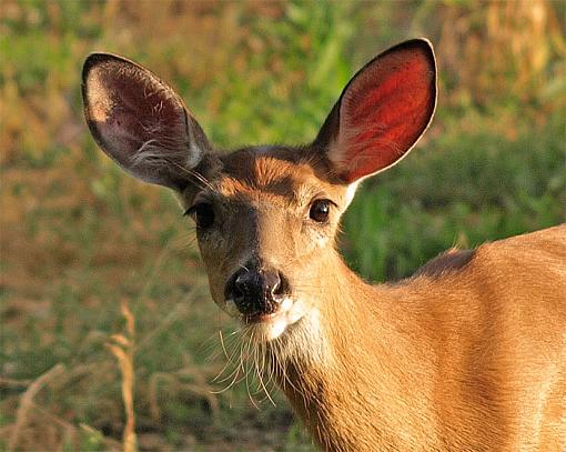 olympus 70-300-sundeer1.jpg