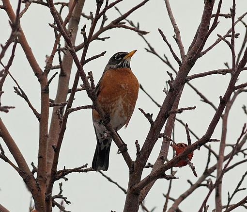 E-PL1 and 43 Zuiko 70-300-robin005.jpg