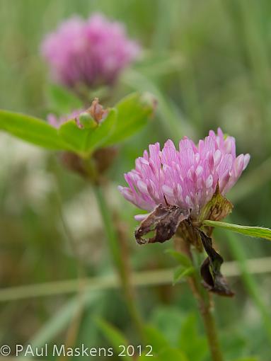 Red Clover-_6273558.jpg