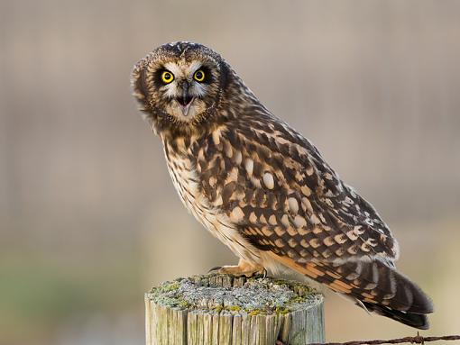 E-M5 with Nikon 300f4-90744d1355656107-short-eared-owl-seo_121125_5328-rev.jpg