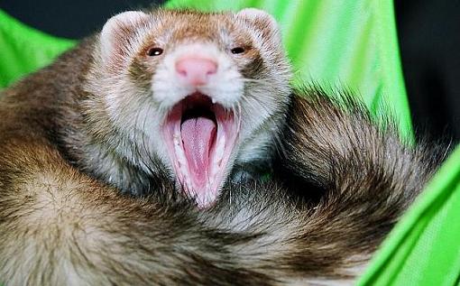 Ferrets-07550016xx.jpg