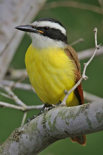 Great kiskadee-img_2647-web.jpg