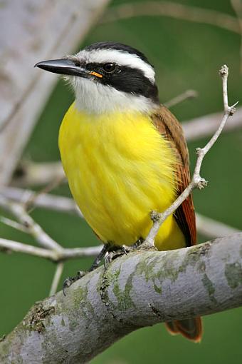 Great kiskadee-img_2647-web.jpg