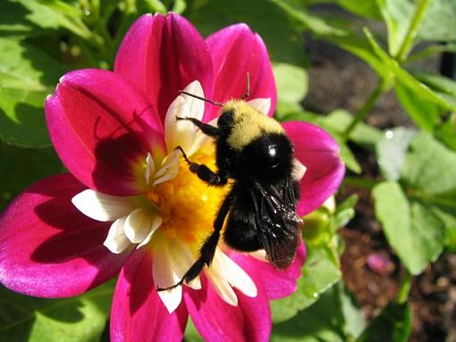 To Bee, or not to Bee-bee3.jpg