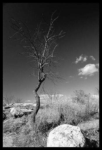 A Little Tree . . .-treeonperkinspoint1004-113105x1bwweb.jpg