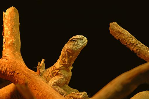 Lizard-dsc_0060ee.jpg