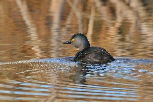 Least Grebe-img_1734-web.jpg