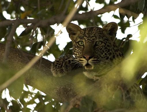 hungry Leopard!-leopard-tree-1.jpg