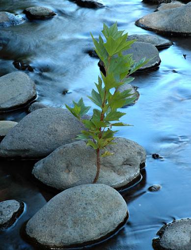 Snow in Arizona!-plant-water.jpg