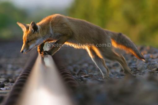 This is what I call 'Fox Hunting'-redfox.jpg