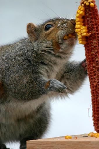 Feeding Time-2441-mouthfull.jpg