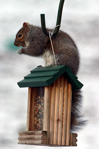 Feeding Time-2499-top-feeder.jpg