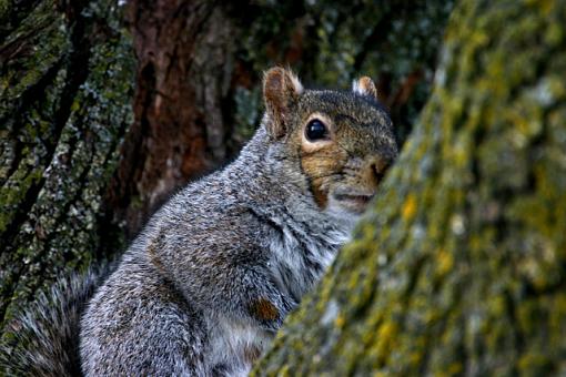 Feeding Time-2522-squirl-tree.jpg