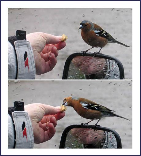 A Bird In The Hand .. Almost-birds.jpg