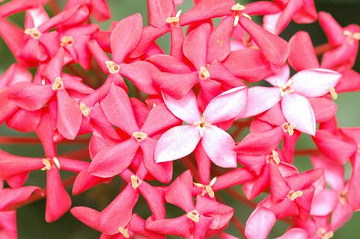 First macro with my 105-redflowers.jpg