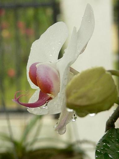 just an amateur..-orchid.jpg