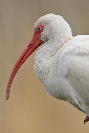 White Ibis Head-whiteibishead.jpg