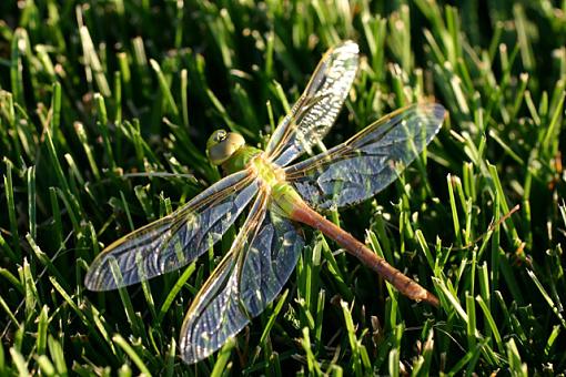 Dragonfly-dragonfly.jpg