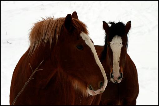 Horses in the snow-2733-horses.jpg