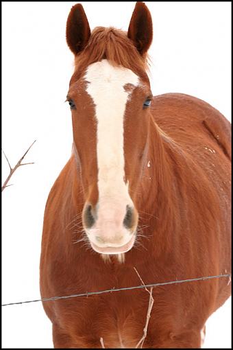 Horses in the snow-2742-horse.jpg