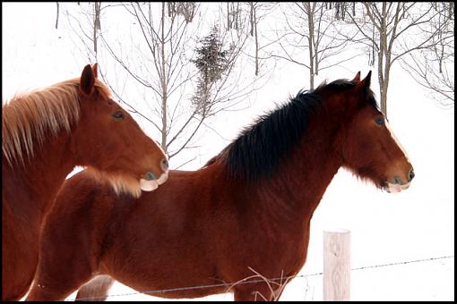 Horses in the snow-2748-horses.jpg