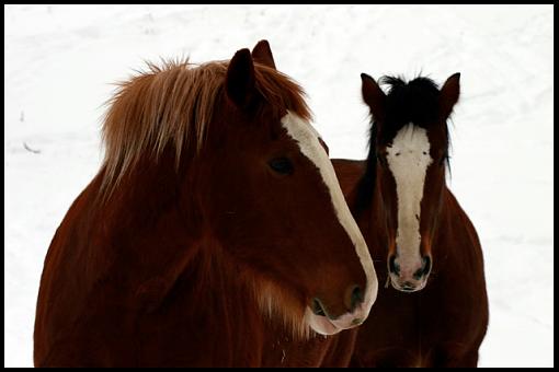 Horses in the snow-2733-horsesv2.jpg