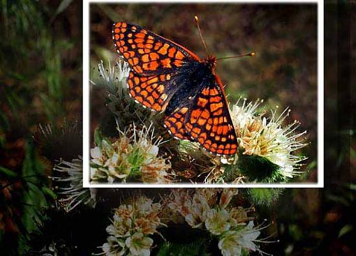 Butterfly-lookoutmountainbutterfly-2.jpg