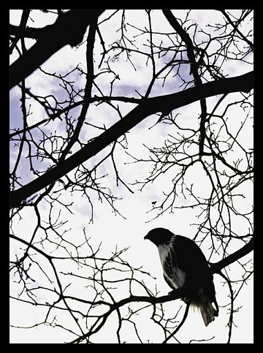 Red tailed hawk.-hawk-edit-size-1-edit-small.jpg