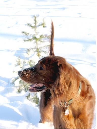 Irish Setter-simbasmall.jpg