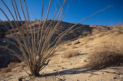 Just the desert-image2_leveled.jpg