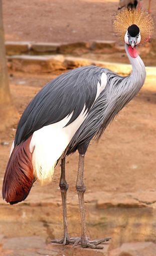 Crowned Crane-crowned-crane-.jpg