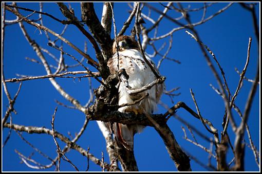 Waiting for lunch-2978-hawk.jpg