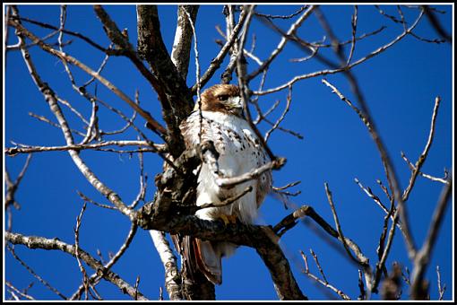 Waiting for lunch-2985-hawk.jpg