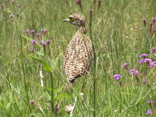 Red Billed Hornbill-birdgrass.jpg