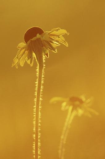 Gold-oxeye-daisies_resize.jpg