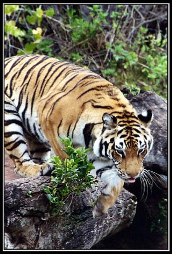 Animal Kingdom`-tiger_sm2.jpg