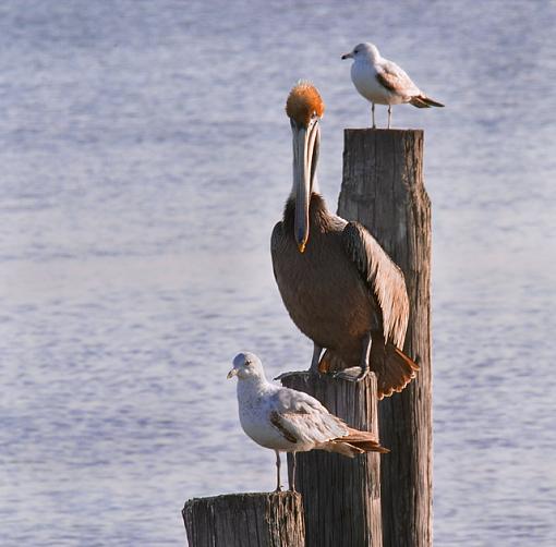 Chillin' With His Buds-brown-chillin-_ps_fb_640.jpg