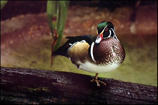 Wood Duck. Right, PaulNJ?-wood_duck.jpg