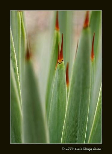 My macro attempt-yucca2.jpg