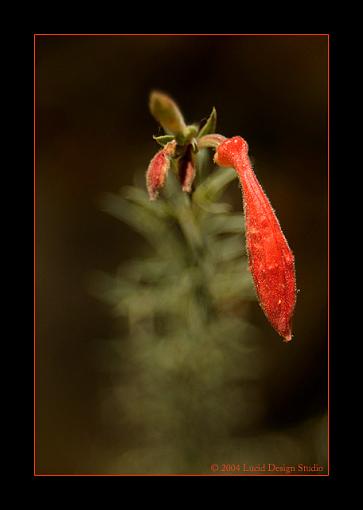 California Fuschia-cal_fuschia.jpg