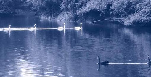 4 White Swans &amp; 2 Black Swans-swans.jpg